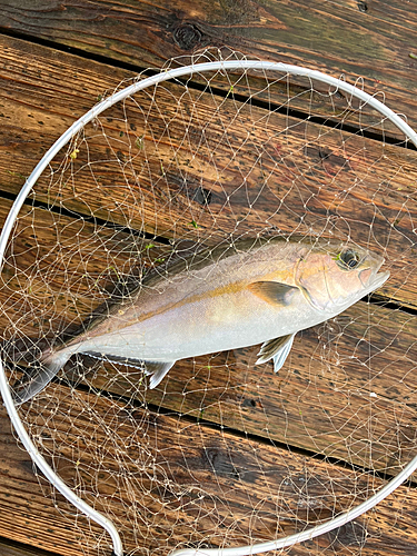 カンパチの釣果