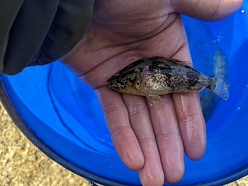 タケノコメバルの釣果