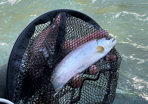 アマゴの釣果