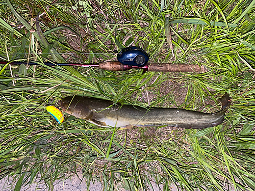 ニホンナマズの釣果