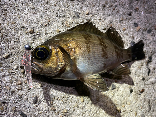 クロメバルの釣果