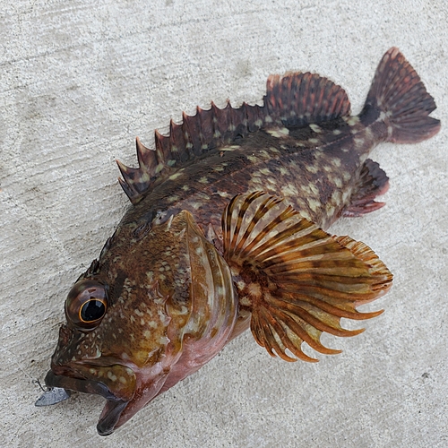 カサゴの釣果