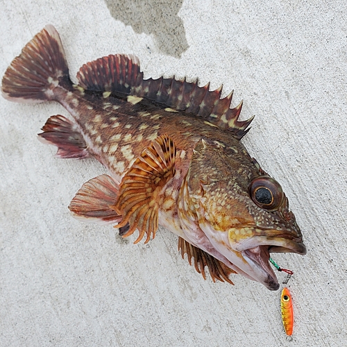 カサゴの釣果