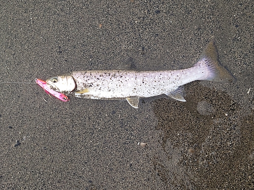 アメマスの釣果