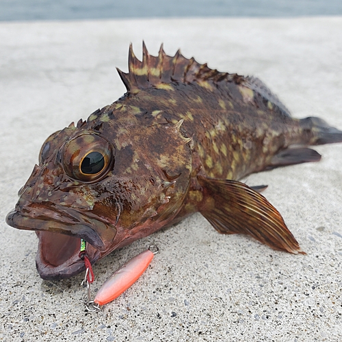 カサゴの釣果