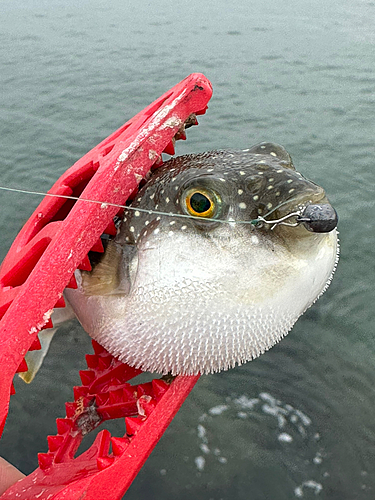 フグの釣果