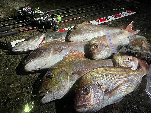 マダイの釣果