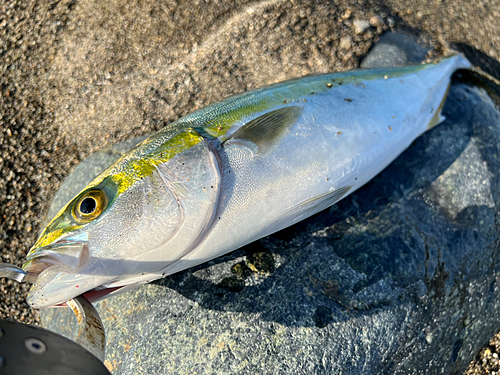 ワカシの釣果