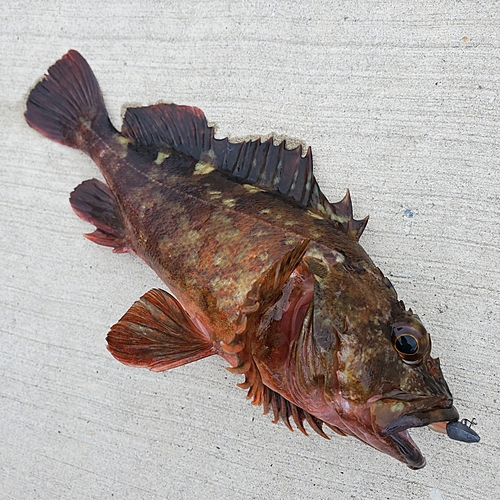 カサゴの釣果