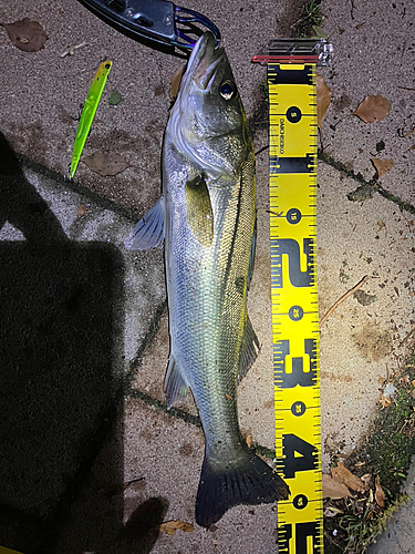 シーバスの釣果