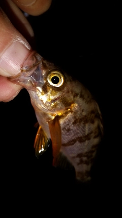 メバルの釣果