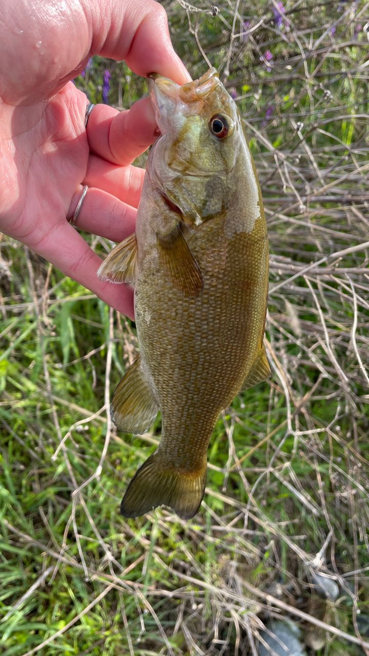 スモールマウスバス