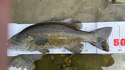 スモールマウスバスの釣果