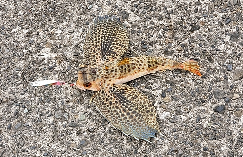 セミホウボウの釣果