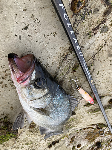 フッコ（ヒラスズキ）の釣果