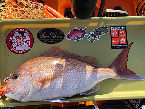 マダイの釣果