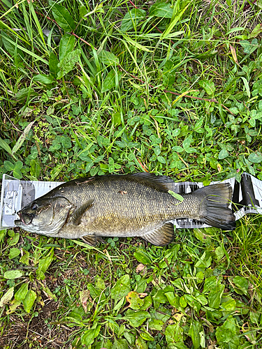 スモールマウスバスの釣果