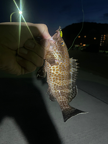 オオモンハタの釣果