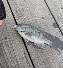 メジナの釣果