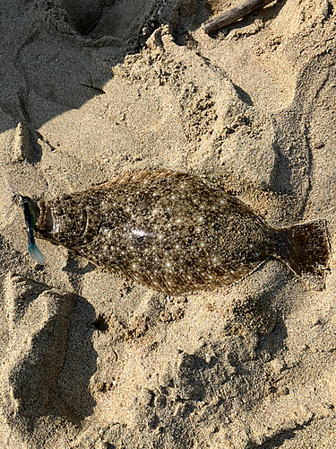 ヒラメの釣果