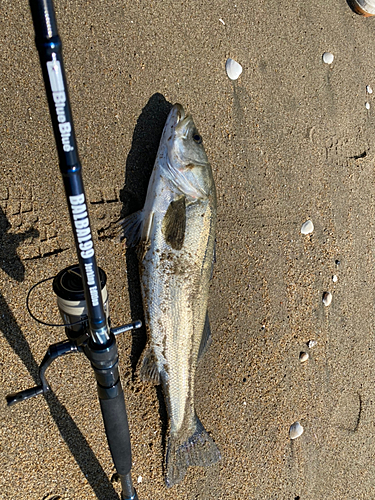 セイゴ（マルスズキ）の釣果