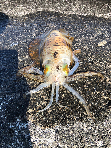 アオリイカの釣果