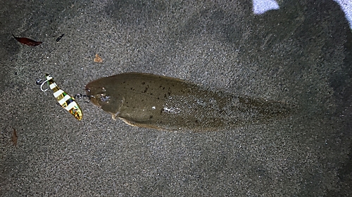 シタビラメの釣果