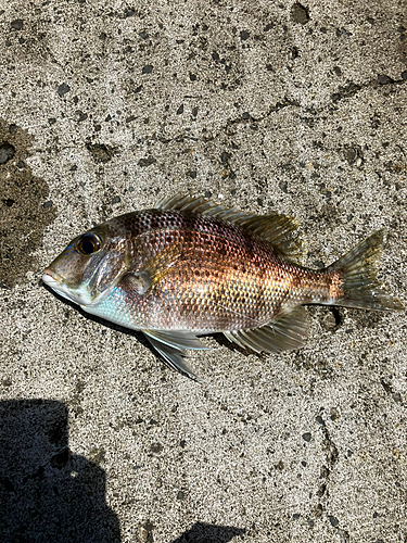 メイチダイの釣果