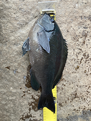 メジナの釣果