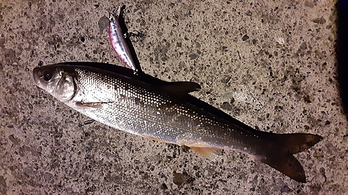 マルタウグイの釣果