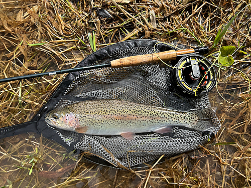 ニジマスの釣果