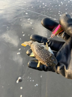 フグの釣果