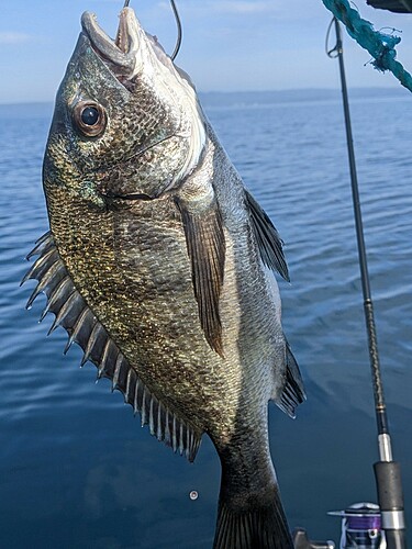 クロダイの釣果