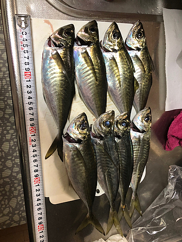 マアジの釣果