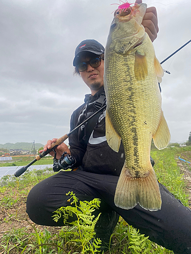 ブラックバスの釣果