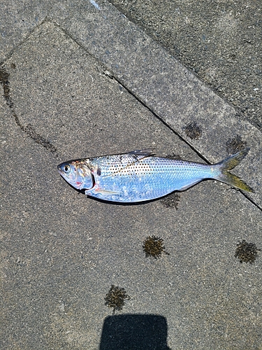 コノシロの釣果