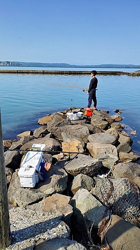 シロギスの釣果