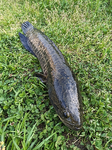 ライギョの釣果