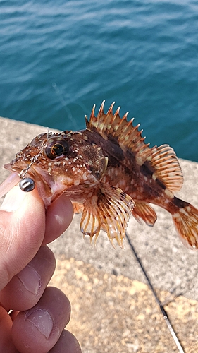 カサゴの釣果