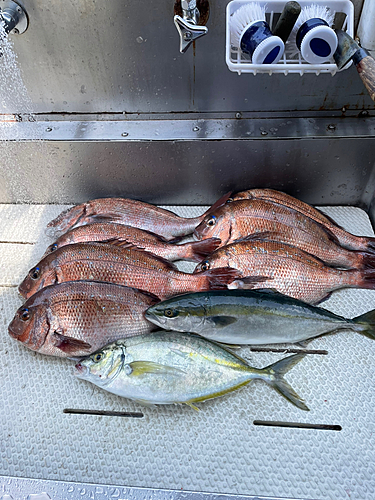 マダイの釣果