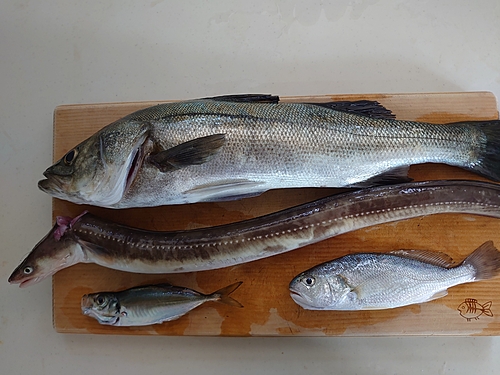 マアナゴの釣果