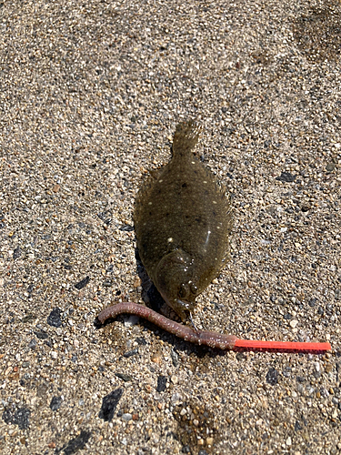 カレイの釣果