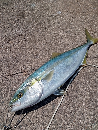 イナダの釣果