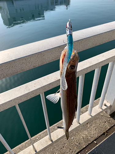 エソの釣果