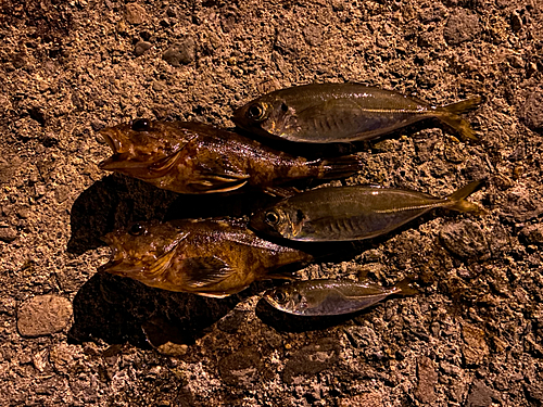 カサゴの釣果