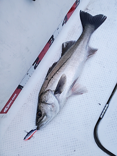 シーバスの釣果