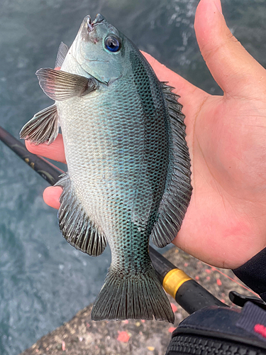 メジナの釣果