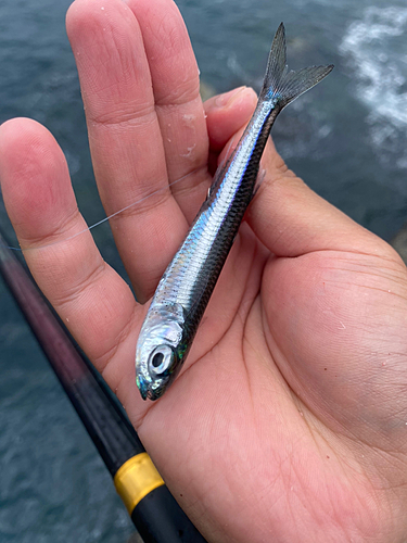 トウゴロウイワシの釣果