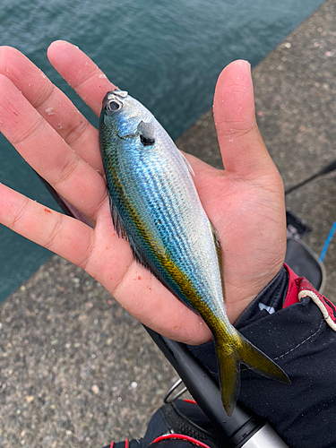 タカサゴの釣果