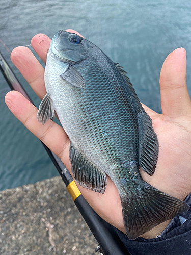 メジナの釣果